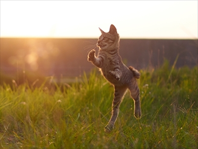 のら猫拳キッズ