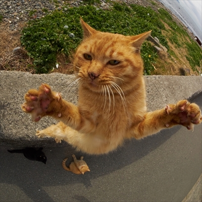 のら猫拳キッズ