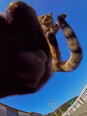 のら猫拳キッズ