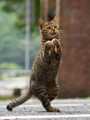 のら猫拳キッズ