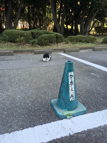 違法駐猫