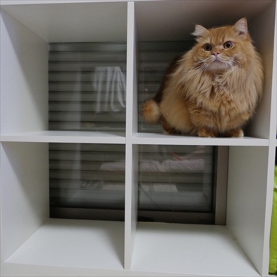 マンチカンズと仲間たち