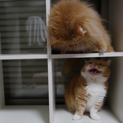 マンチカンズと仲間たち