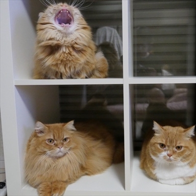 マンチカンズと仲間たち