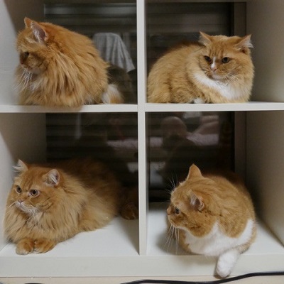 マンチカンズと仲間たち