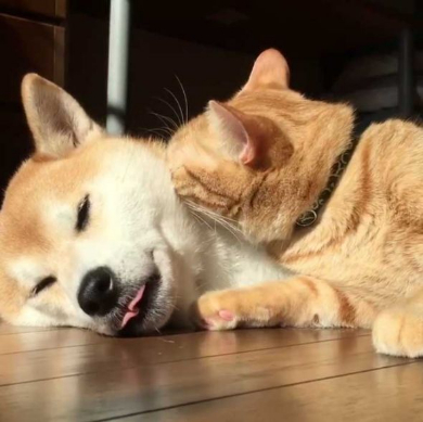 猫 柴犬 添い寝 理想