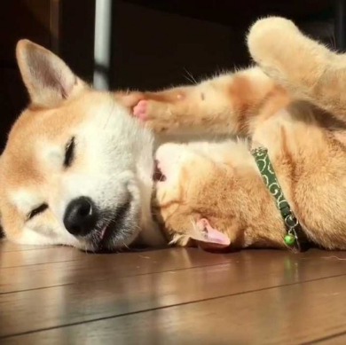 猫 柴犬 添い寝 理想