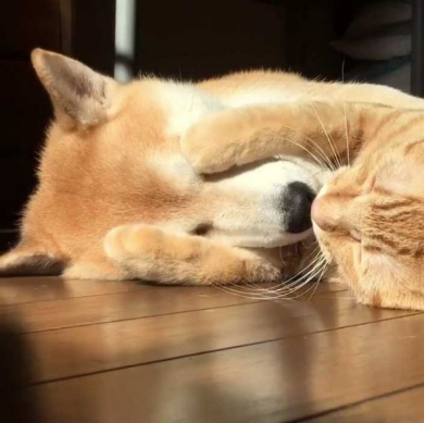 猫 柴犬 添い寝 理想