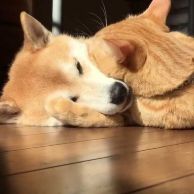 猫 柴犬 添い寝 理想