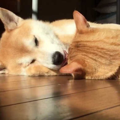 猫 柴犬 添い寝 理想