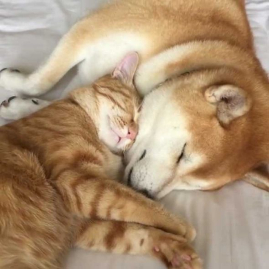 猫 柴犬 添い寝 理想