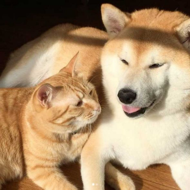 猫 柴犬 添い寝 理想