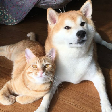 猫 柴犬 添い寝 理想