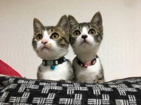 みふゆ　猫　成長