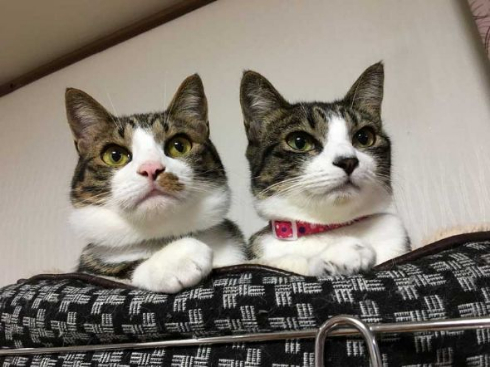 猫 成長 9カ月 2匹 仲良し