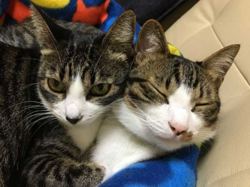 猫 成長 9カ月 2匹 仲良し