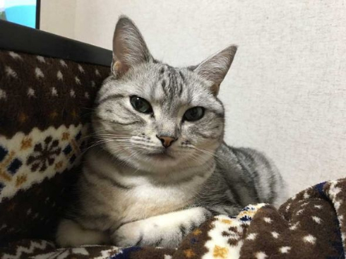 猫 成長 9カ月 2匹 仲良し