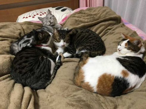 猫 成長 9カ月 2匹 仲良し