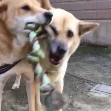 犬 表情 顔 おもちゃ ぶつけられた