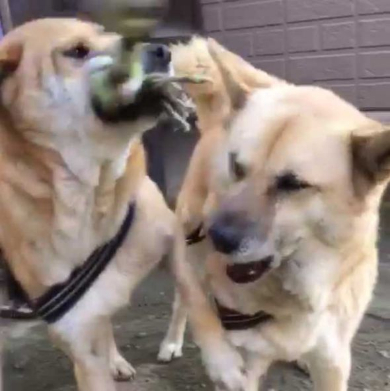 犬 表情 顔 おもちゃ ぶつけられた