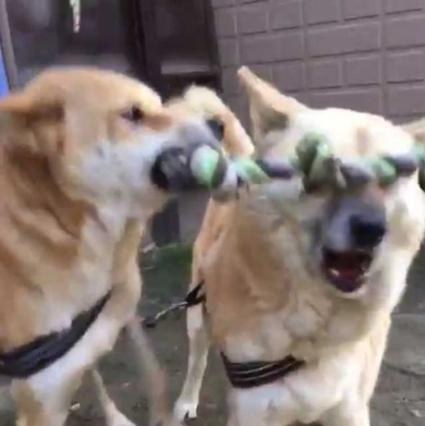 犬 表情 顔 おもちゃ ぶつけられた