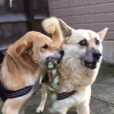 犬 表情 顔 おもちゃ ぶつけられた