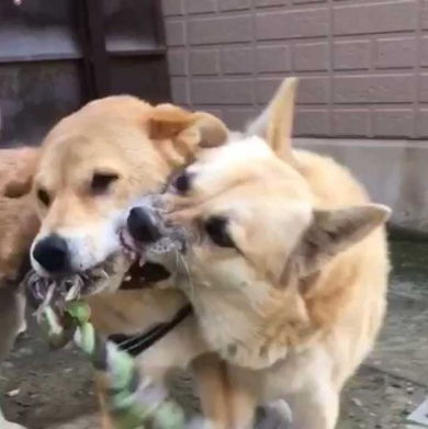 犬 表情 顔 おもちゃ ぶつけられた