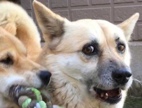 犬 表情 顔 おもちゃ ぶつけられた