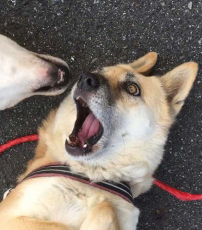 犬 表情 顔 おもちゃ ぶつけられた