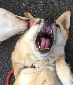 犬 表情 顔 おもちゃ ぶつけられた