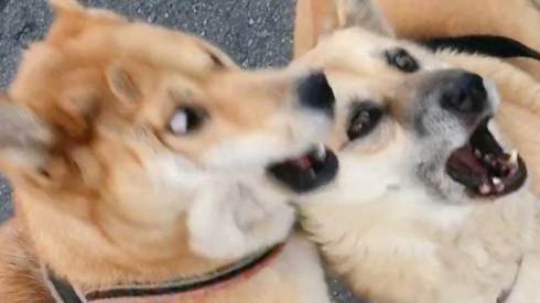 犬 表情 顔 おもちゃ ぶつけられた