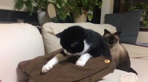 マッサージクッション 中に何か 猫 見た 表情 顔