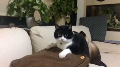 マッサージクッション 中に何か 猫 見た 表情 顔