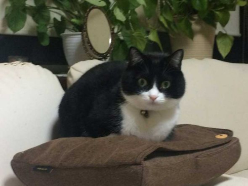 マッサージクッション 中に何か 猫 見た 表情 顔