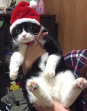 マッサージクッション 中に何か 猫 見た 表情 顔