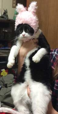 マッサージクッション 中に何か 猫 見た 表情 顔