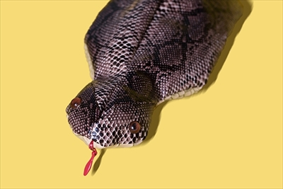 ツチノコポーチ