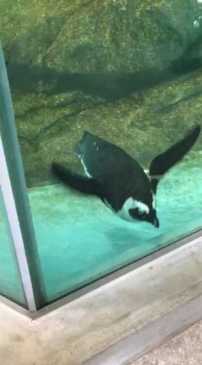 ペンギン デバッガー プロ 水槽