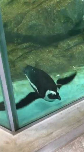 ペンギン デバッガー プロ 水槽