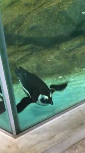 ペンギン デバッガー プロ 水槽