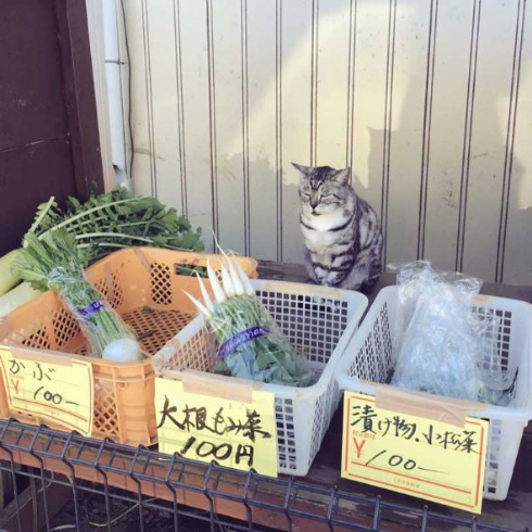 野菜 有猫販売 店員 猫