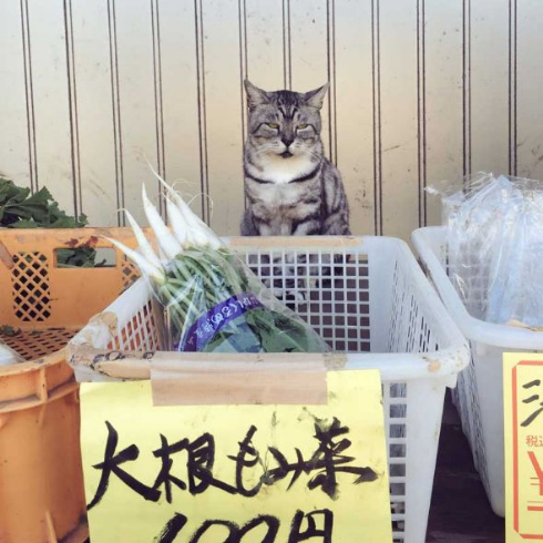 野菜 有猫販売 店員 猫