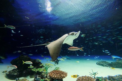 サンシャイン水族館