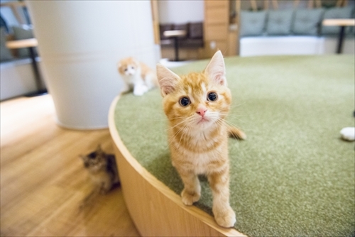 猫カフェ・MOCHAラウンジ新宿店