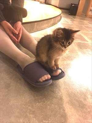 猫カフェ・MOCHAラウンジ新宿店