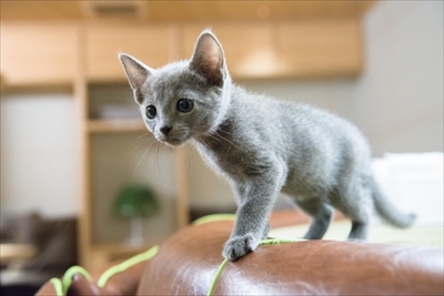 猫カフェ・MOCHAラウンジ新宿店