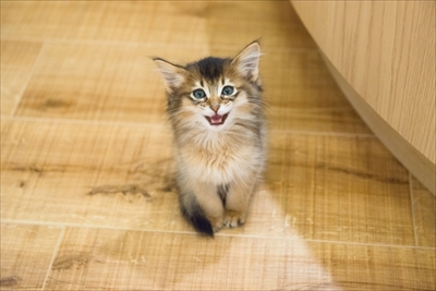 猫カフェ・MOCHAラウンジ新宿店