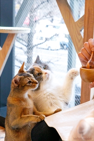 猫カフェ・MOCHAラウンジ新宿店