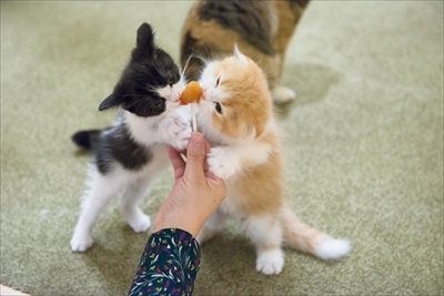 猫カフェ・MOCHAラウンジ新宿店