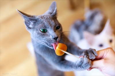 猫カフェ・MOCHAラウンジ新宿店